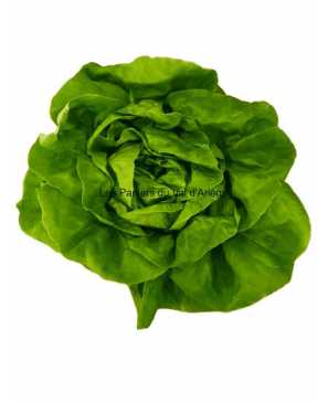 SALADE LAITUE 