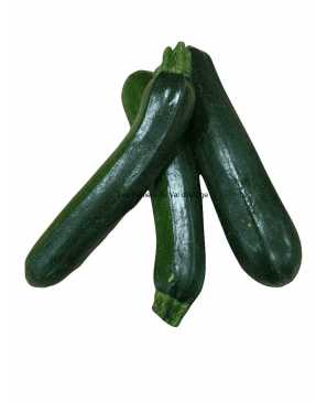 COURGETTE VERTE BIO 