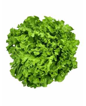 SALADE BATAVIA BIO PC 