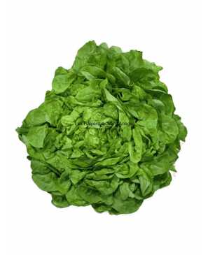 SALADE FEUILLE DE CHÊNE BLONDE PC 