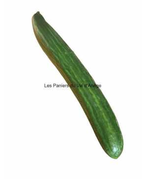 CONCOMBRE LONG BIO KG