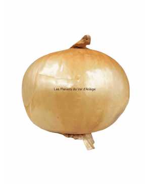 OIGNONS JAUNES BIO KG 