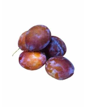 PRUNE D'ENTE KG