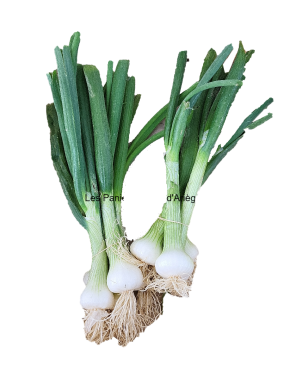 OIGNONS FRAIS BOTTE 